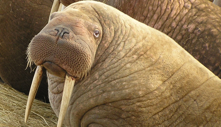 Walrus Skin