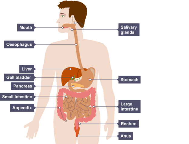 digestive system